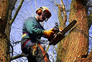 Utah Arborists